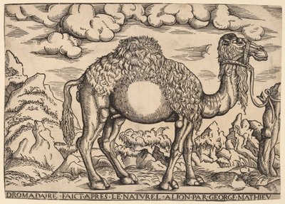 A Dromedary by Georg Mattheus
