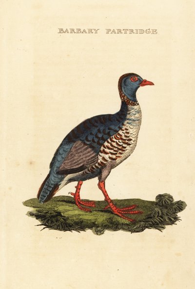 Barbary Partridge by George (after) Edwards