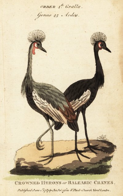 Black Crowned Crane, Balearica pavonina by George (after) Edwards