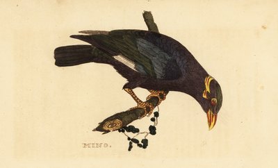 Collared Myna by George (after) Edwards