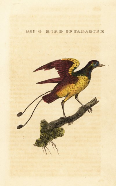 King bird-of-paradise by George (after) Edwards