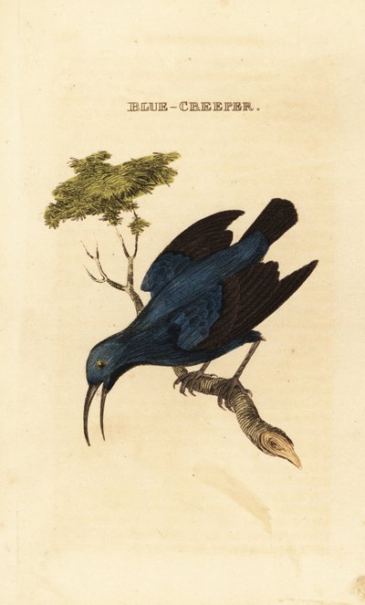 Purple Honeycreeper by George (after) Edwards