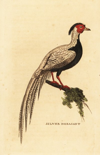 Silver pheasant, Lophura nycthemera by George (after) Edwards