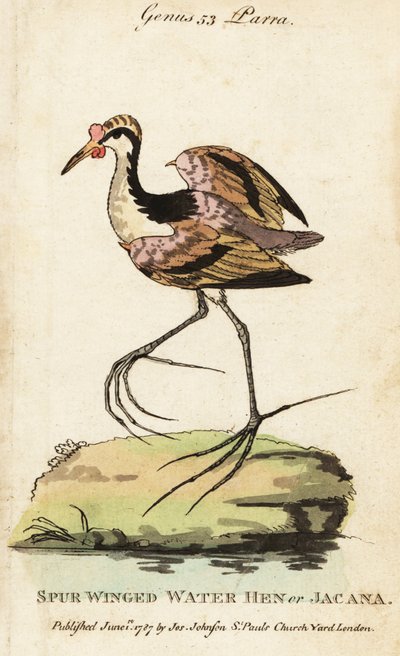 Wattled jacana by George (after) Edwards