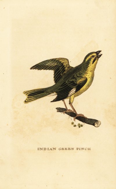 Yellow-breasted greenfinch by George (after) Edwards