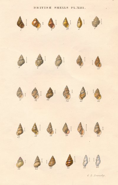 British Shells by George Brettingham Sowerby