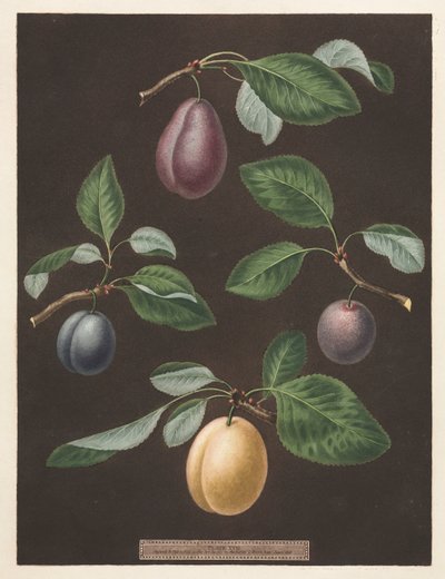 Pomona Britannica: No. 17 - Plums by George Brookshaw