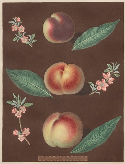 Pomona Britannica: No. 33 - Peaches by George Brookshaw