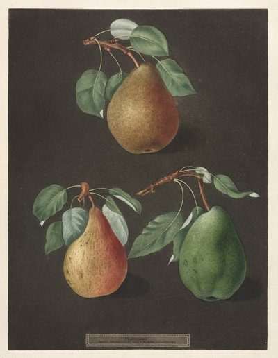 Pomona Britannica: No. 82 - Pears by George Brookshaw
