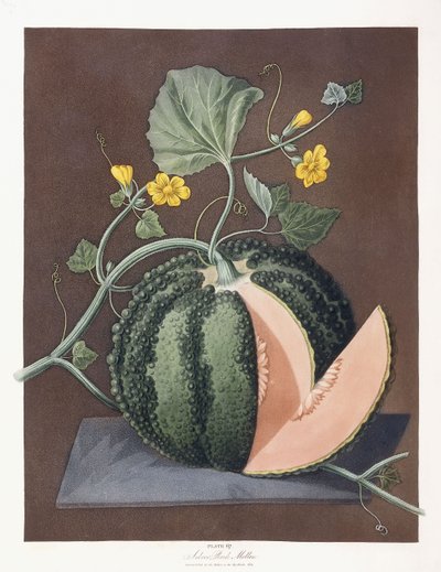 Silver Rock Melon by George Brookshaw