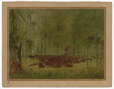 A Fight with Peccaries - Caribbe by George Catlin