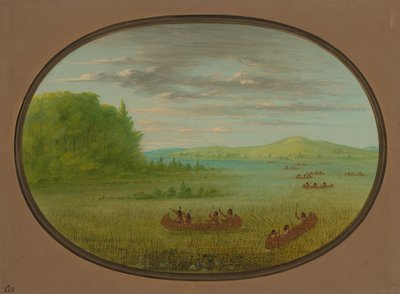Gathering Wild Rice - Winnebago by George Catlin