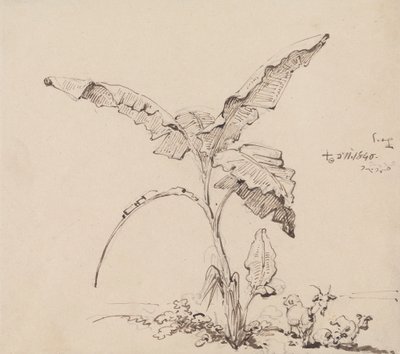 Goats Beneath a Banana Tree by George Chinnery