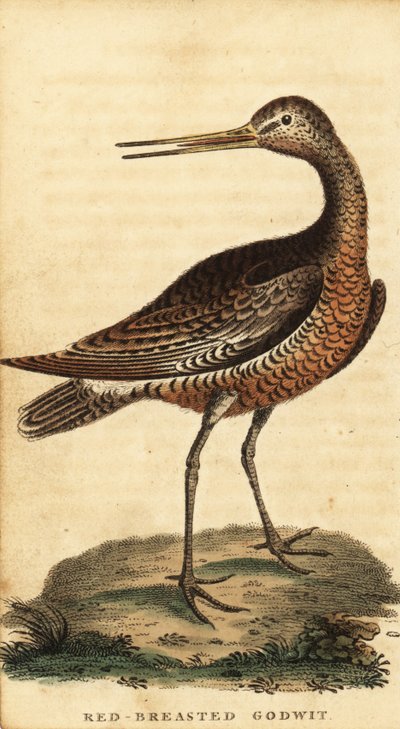 Bar-tailed godwit, Limosa lapponica (1800) by George Edwards