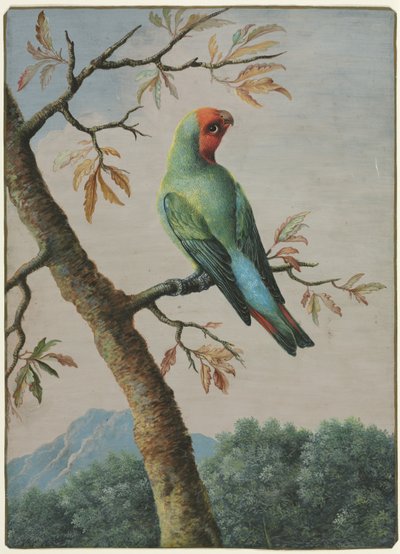 Bird Study by George Edwards