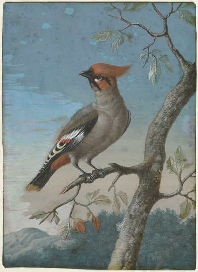 Bird Study: Bohemian Waxwing by George Edwards