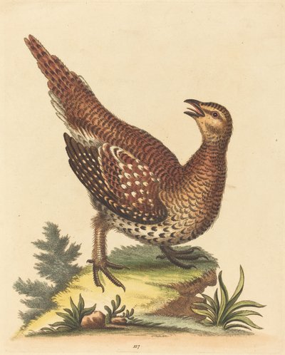Brown Speckled Bird by George Edwards