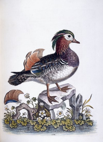 Chinese Teal by George Edwards