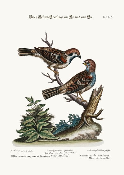 Mountain Sparrows, Cock and Hen, 1749-73 by George Edwards