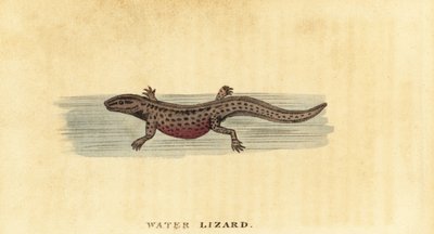 Smooth Newt, Lissotriton vulgaris (engraving) by George Edwards