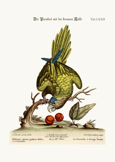 The Brown-throated Parrakeet, 1749-73 by George Edwards