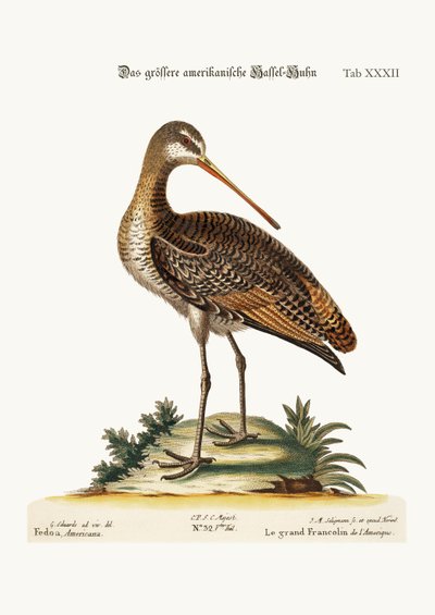 The Greater American Godwit, 1749-73 by George Edwards