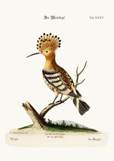 The Hoopoe by George Edwards