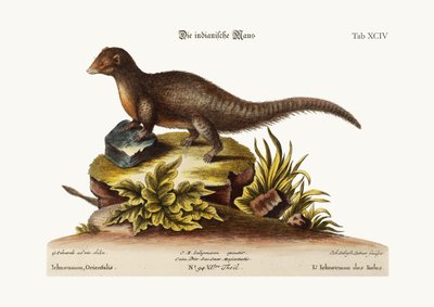The Indian Ichneumon, 1749-73 by George Edwards