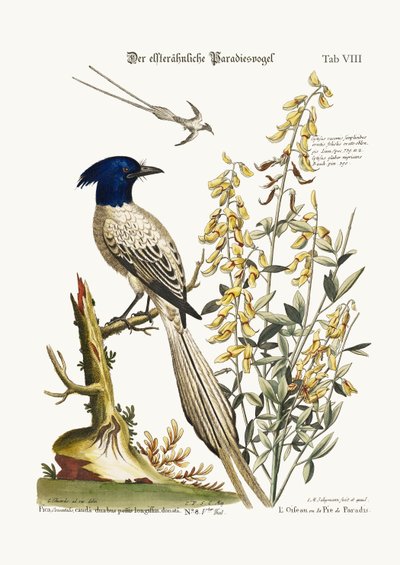 The Pyed Bird of Paradise, 1749-73 by George Edwards