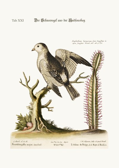 The Snow-Bird from Hudson