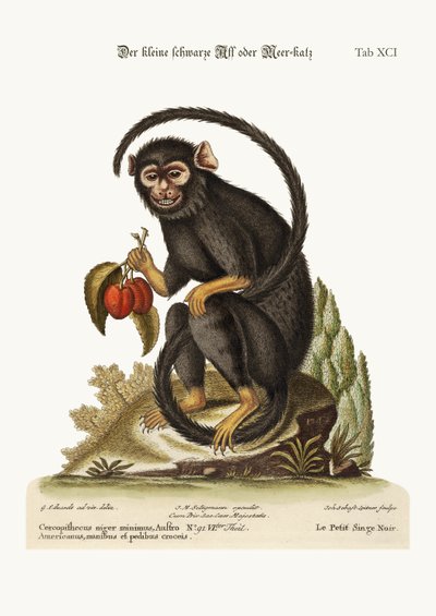 The Little Black Monkey, 1749-73 by George Edwards