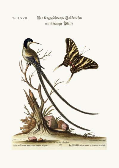 The Long-Tailed Black-Capped Hummingbird, 1749-73 by George Edwards
