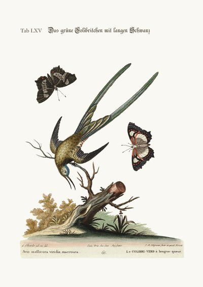 The long-tailed green Hummingbird by George Edwards