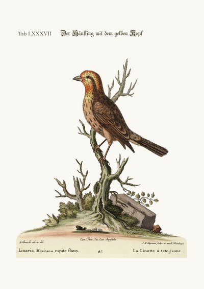 The Yellow-Headed Linnet, 1749-73 by George Edwards