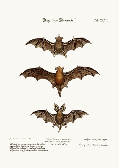 Three small Bats, 1749-73 by George Edwards