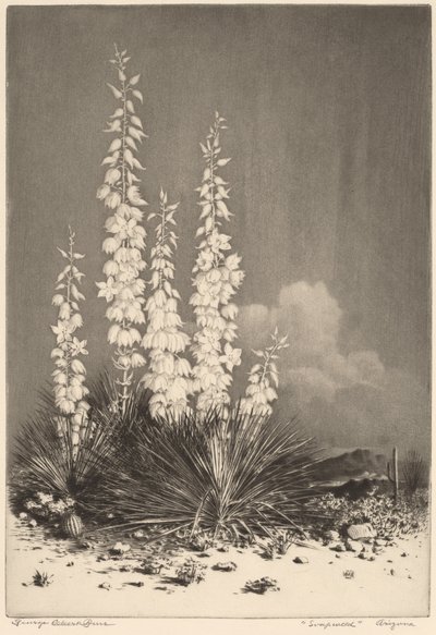 Soapweed, Arizona (no. 2) by George Elbert Burr