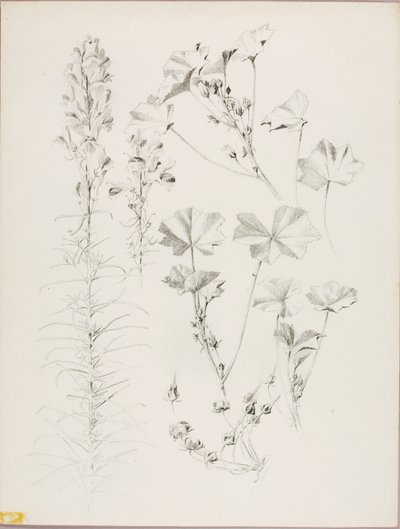 Untitled (Botanical Study) by George Elbert Burr