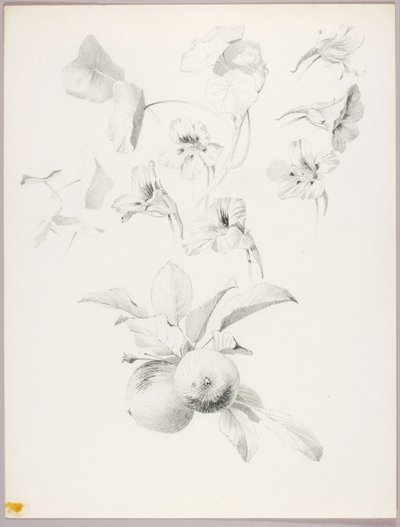 Untitled (Botanical Study) by George Elbert Burr
