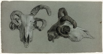 Rams