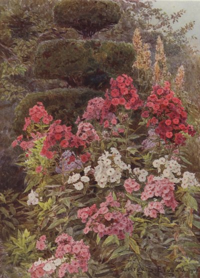 Phlox by George Samuel Elgood