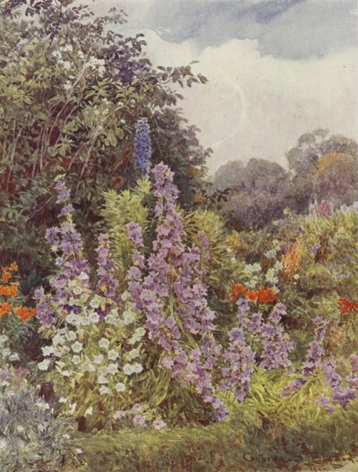 Purple Campanula by George Samuel Elgood