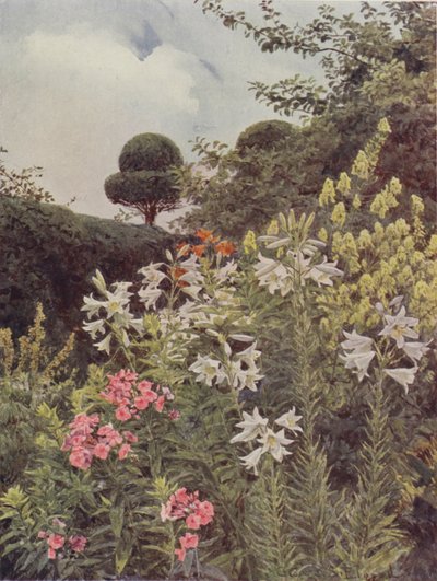 White Lilies and Yellow Monkshood by George Samuel Elgood