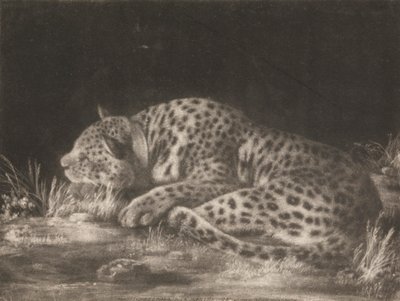 A Tiger (Sleeping Leopard) by George Stubbs