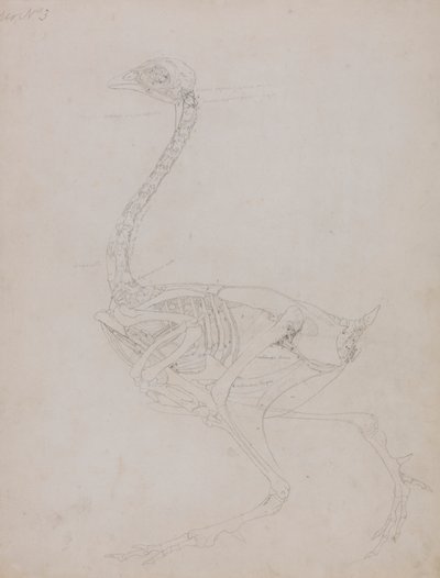 Fowl Body, Lateral View by George Stubbs