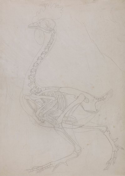 Fowl Skeleton, Lateral View by George Stubbs