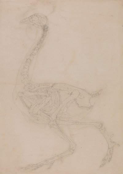 Fowl Skeleton, Lateral View by George Stubbs