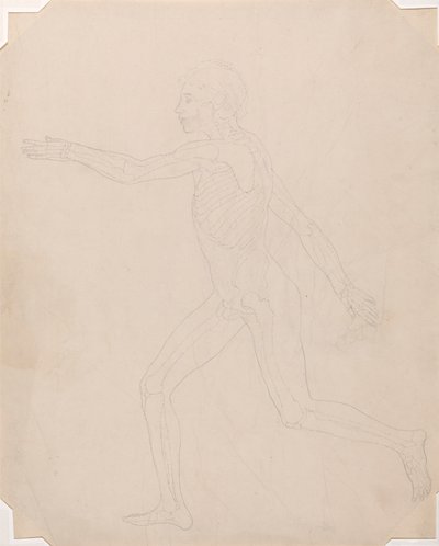 Human Figure, Lateral View by George Stubbs