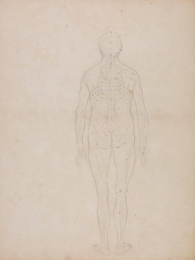 Human Figure, Posterior View by George Stubbs