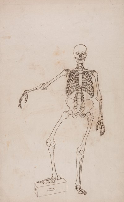 Human Skeleton, Anterior View by George Stubbs