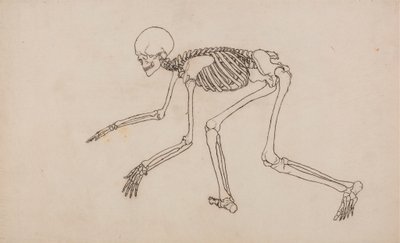 Human Skeleton, Lateral View by George Stubbs